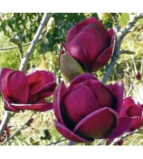 Магнолія Блек тюліп / Black tulip 170 см